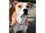 Adopt Gertie a Mixed Breed