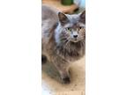 Adopt Grace a Domestic Long Hair