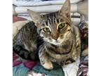 Adopt Mo a Domestic Short Hair