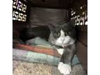 Adopt Peg a Domestic Short Hair