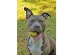 Adopt Grigia 52605 a Pit Bull Terrier, Mixed Breed