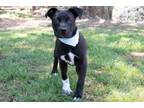 Adopt Pam a American Staffordshire Terrier, Mixed Breed