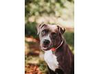 Adopt 72755A Babybel a American Staffordshire Terrier, Mixed Breed