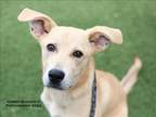 Adopt BUTTERMILK a Mixed Breed