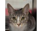 Adopt Miss Misty a Domestic Short Hair