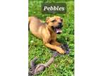 Adopt Pebbles a Terrier