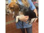 Adopt Paisley a Beagle