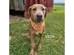 Adopt Vega a Hound, Mixed Breed