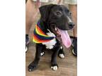 Adopt Lexi a Labrador Retriever, German Shepherd Dog