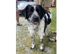 Adopt Maggie a Australian Shepherd, Cattle Dog