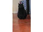 Adopt Whinny a Domestic Short Hair