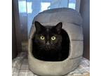 Adopt Whinny a Domestic Short Hair