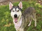 Adopt NYX a Siberian Husky, Mixed Breed