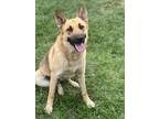 Adopt MONET a German Shepherd Dog