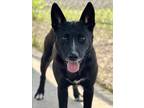 Adopt MERCY a Labrador Retriever, Mixed Breed