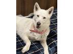 Adopt LUCY a Siberian Husky, Mixed Breed