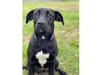 Adopt TOPAZ a Labrador Retriever, Mixed Breed