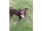 Adopt HERSHEY a Pit Bull Terrier, Mixed Breed