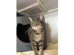 Adopt Callie a Domestic Short Hair