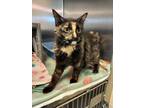 Adopt Zorra a Domestic Short Hair