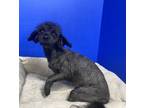 Adopt Tessa a Poodle, Mixed Breed