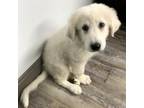 Adopt First Lady Tater a Great Pyrenees