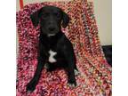 Adopt Mila/ITF a Black Labrador Retriever