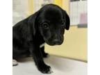 Adopt Mila/ITF a Black Labrador Retriever