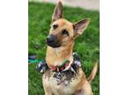 Adopt Zelda a German Shepherd Dog