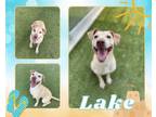 Adopt LAKE a Labrador Retriever, Mixed Breed