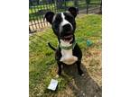 Adopt ATHENA a Pit Bull Terrier, Mixed Breed