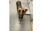 Adopt SNICKERS a German Shepherd Dog, Mixed Breed