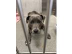 Adopt BERRY BUG a Mixed Breed