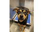 Adopt CAMMY a Mixed Breed