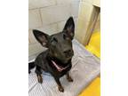 Adopt KATIE a Mixed Breed