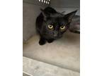 Adopt Rolly Polly a Domestic Short Hair