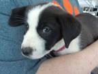 Adopt 55807877 a Border Collie, Mixed Breed