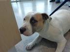 Adopt 55809035 a Pit Bull Terrier, Mixed Breed