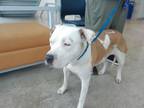 Adopt Strawberry a Pit Bull Terrier, Mixed Breed