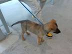 Adopt 55809336 a German Shepherd Dog, Mixed Breed