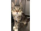 Adopt Darling a Domestic Short Hair