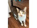 Adopt Sassy a Domestic Short Hair