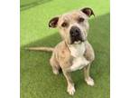 Adopt Paradise a Pit Bull Terrier, Mixed Breed