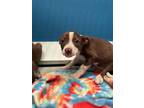 Adopt 55809442 a Terrier, Mixed Breed