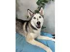 Adopt Colada a Husky