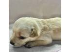 Adopt Pinky a Labrador Retriever, Doberman Pinscher