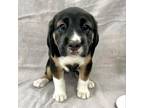 Adopt Dolly a Catahoula Leopard Dog, Labrador Retriever