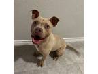 Adopt MOLLY a American Staffordshire Terrier