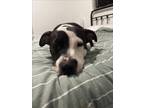 Adopt HARMONEY a American Staffordshire Terrier