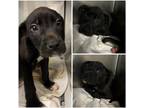 Adopt HARLEY a Labrador Retriever
